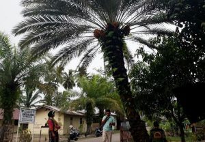 Unik, Sebuah Pohon Kurma Tumbuh Dan Berbuah Di Sumatera Utara