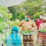 Tim Penggerak PKK Kelurahan Semper Barat Panen Sayuran