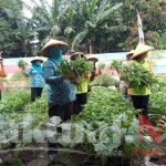 Sebanyak 62 Kilogram Kangkung dan Sawi Berhasil Dipanen Tim Penggerak PKK Kelurahan Warakas