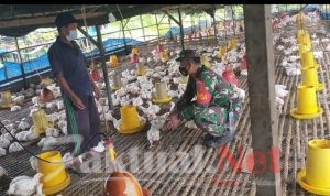 Babinsa Koramil Penajam Komsos Dengan Peternak Ayam Potong