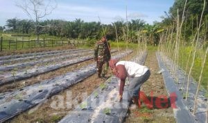 Babinsa Pejala Bantu Warga Binaannya Dalam Menancapkan Torus Untuk Kacang