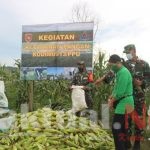 Manfaatkan Lahan Tidur, Dandim 0913/PPU Panen Jagung