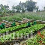 Ketahanan Pangan Di Tengah Pandemic Covid-19, Persit Kodim PPU Panen Sayur Mayur