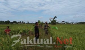 Babinsa Datang Hama Padi Kabur