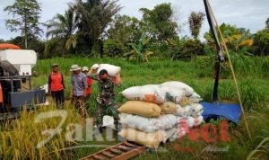 Bentuk Kemanunggalan TNI, Babinsa Penajam Jadi Petani