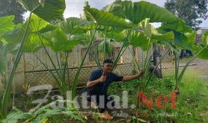 Ardi Maulana Putra Petani Gunung Karang perintis “Talas Beneng” Go Internasional
