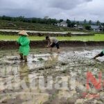 Bhabinkamtibmas Polsek Tompobulu Polres Gowa Turun Ke Sawah Bantu Petani Tanam Padi