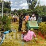 Babinsa Bantu Panen Sekaligus Sosialisasikan Pencegahan Covid -19