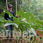 Dosen UMSI Ajak Petani dan Keterlibatan Pemerintah Budidaya Porang