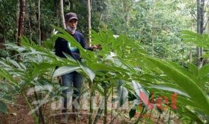 Dosen UMSI Ajak Petani dan Keterlibatan Pemerintah Budidaya Porang