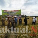 TNI Dampingi Wabup PPU Panen Perdana Dengan Tehnologi Biotani