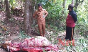 Pencurian Ternak Kembali Terjadi di Gowa, Modusnya Potong di Tempat