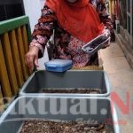 Kelurahan Warakas Kembangkan Budidaya Manggot