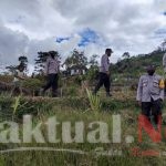 Kapolsek Bokondini Bersama Ketua LMA Panen Nenas dan Tinjau Lokasi Perkebunan