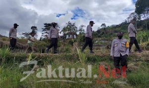 Kapolsek Bokondini Bersama Ketua LMA Panen Nenas dan Tinjau Lokasi Perkebunan