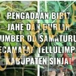 Warga Soroti Pengadaan Bibit Jahe dan Durian Sumber DD Samaturue