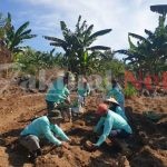 Setelah Pensiun Drs Muh Asrul “Mantan Kadis PMD” Mengisi waktu Bertani dan Berternak