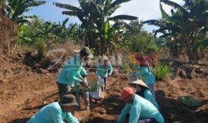 Setelah Pensiun Drs Muh Asrul “Mantan Kadis PMD” Mengisi waktu Bertani dan Berternak