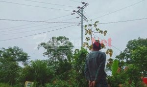 Usulan Tidak Terealisasi Jaringan Overbanding Unit Lisdes PLN Cek Permohonan