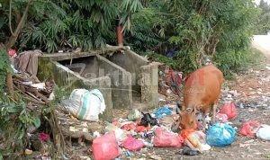 Sapi Pemakan Sampah, Dagingnya Tidak Layak di Konsumsi