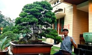 Mistari, Pembudidaya dan Pengelola Kinanthi Bonsai di Tangerang Selatan