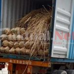 Laskar Nusantara Dukung Pemerintah Berantas Penyelundupan Rotan ke Luar Negeri