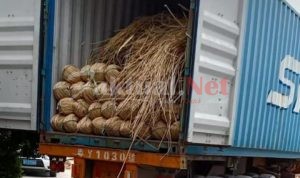 Laskar Nusantara Dukung Pemerintah Berantas Penyelundupan Rotan ke Luar Negeri