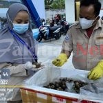 Kerang Darah Sulteng Tembus Pasar Ekspor