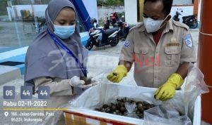 Kerang Darah Sulteng Tembus Pasar Ekspor