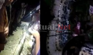 Pergi Mengembala Sapi, Tragis Pria Asal Konsel Tewas Dimangsa Ular Piton