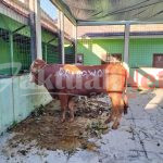 Prabowo Salurkan Puluhan Hewan Qurban ke Ponpes-ponpes dan Ormas Keagamaan di Jawa Barat