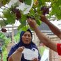 Kelompok Tani Kebon Hejo Desa Ranjeng Panen Buah Anggur
