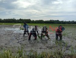 Wujudkan Swasembada Pangan, Sertu Amiruddin Terjun Langsung Menanam Padi