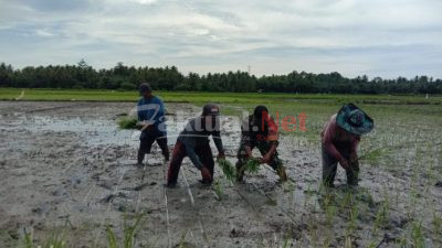 Wujudkan Swasembada Pangan, Sertu Amiruddin Terjun Langsung Menanam Padi