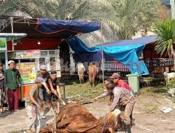 Masjid Al Mukarromah Lagoa Bagikan Daging Kurban Bagi Warga Yang Berhak Menerima
