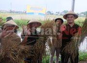 BULOG Gelar Serap dan Panen Padi dengan Teknologi Budidaya Intensif bersama BRIN