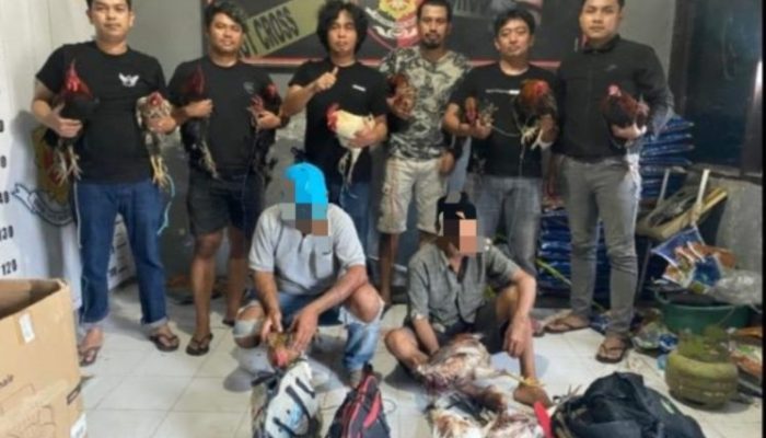 Respon Cepat, Sat Reskrim Polres Sinjai Gerebek Lokasi Judi Sabung Ayam : dua Pelaku dan Barang Bukti Diamankan.