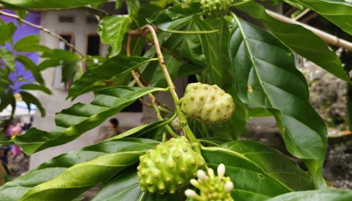Manfaat Mengkudu: Obat Alami dari Alam Sekitar