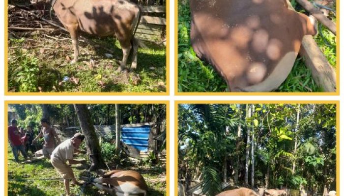 Masjid Ihyaussunnah Puuwatu Qurban 5 Ekor Sapi dan 1 Ekor Kambing