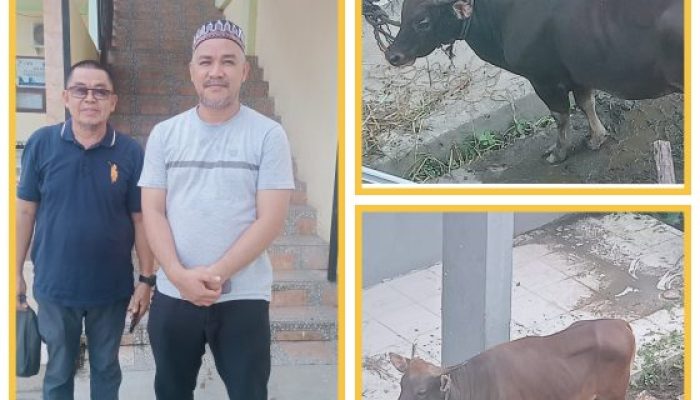 STIE 66 Kendari Qurban 4 Ekor Sapi dan 4 Ekor Kambing