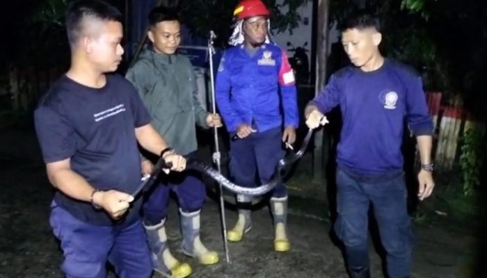 Evakuasi Ular Hitam di Permukiman Warga Barumbung, Damkar Polman Siaga 24 Jam!