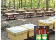 Keberadaan Stup Untuk Memudahkan Manusia Memanen Madu, Hindari Resiko Kecelakaan Memanjat Pohon