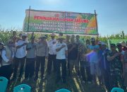 Irwil III Itwasum Polri Tinjau Lahan Jagung Binaan Polres Jeneponto, Dukungan Nyata Program Ketahanan Pangan Nasional