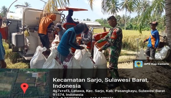 Dukung Program Ketahanan Pangan, Babinsa Kodim 1427/Pasangkayu, Dampingi Petani Panen Padi