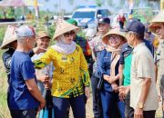 Bupati Barru Andi Ina Tinjau Lahan Dem Farm Area, Budidaya Padi Varietas Soeharto Perkuat Sektor Pertanian