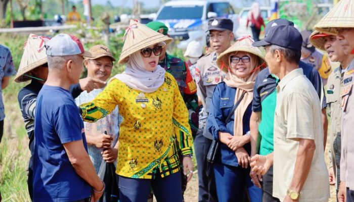 Bupati Barru Andi Ina Tinjau Lahan Dem Farm Area, Budidaya Padi Varietas Soeharto Perkuat Sektor Pertanian