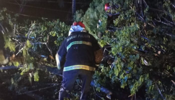 Pohon Besar Tumbang di Wonomulyo, Damkar Polman Bergerak Sigap Merespon