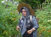 Upaya Mendukung Ketahanan Pangan, TP-PKK Tidore Kunjungi Kebun Tomat di Seli