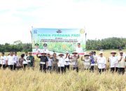 Bupati Bone Andi Asman Sulaiman, Forkopimda, Anggota DPRD Andi Purnamasari, Panen Raya Padi di Lamuru