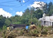 Pemuda Soroti Penebangan Pohon Ikonik Pacco-Pacco oleh DLH Gowa di Malino, Desak Pemerintah Bertanggungjawab 